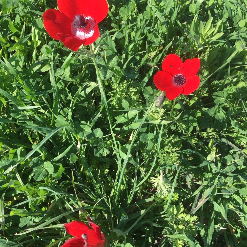 Meet your Posher, Daria